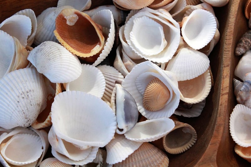 Seashells